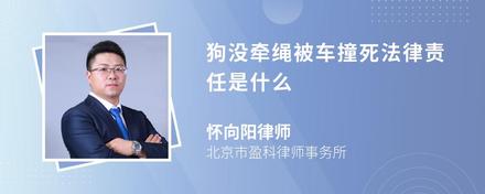 狗没牵绳被车撞死法律责任是什么